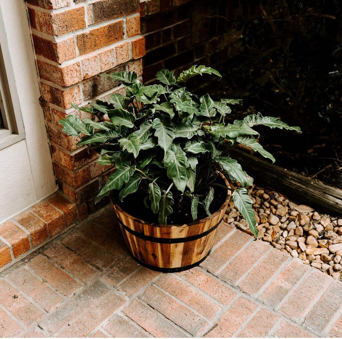 Villa Acacia Round Wooden Planters (Set of 2) 18" and 15" Whisky Barrel Planters